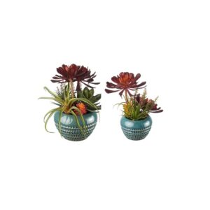 piante grasse set 2 pezzi